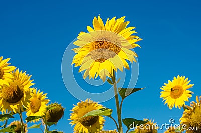 The charming landscape of sunflowers against the sky Stock Photo