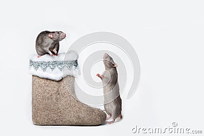 Charming pet. Decorative rat Dumbo is sitting on a felt boot. 2020 year of the rat. Copy space. White isolated background Stock Photo