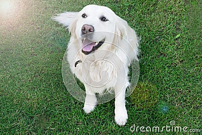 Charming pet. Golden Retriever sitting on the lawn. Friendly, well-mannered, trained dog. Stock Photo