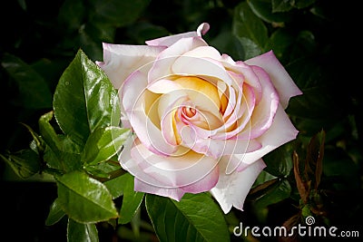 Charming pink rose in the garden up Stock Photo