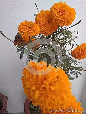 A charming rare seasonal snapshot of orange colored marigold flowers in full bloom Stock Photo