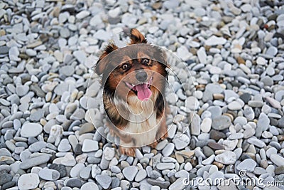 Cute little young half breed puppy on walk. Charming red brown mongrel with white fluffy breast sits on beach on rocks and smiles Stock Photo