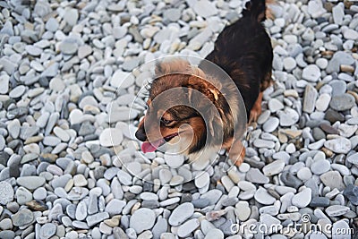 Cute little young half breed puppy on walk. Charming red brown mongrel with white fluffy breast sits on beach on rocks and smiles Stock Photo