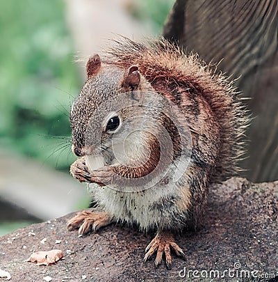Charming squirrel enjoying peanuts on a tree trunk in a zoo, Created with a mirrorless camera. Stock Photo