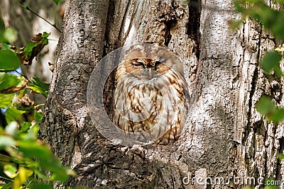 Tawny Owl - Strix aluco at roost. Stock Photo