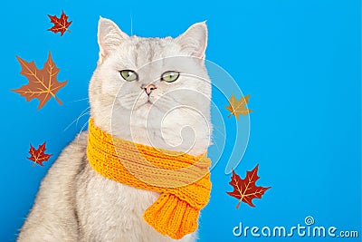 An imposing white cat sitting in an orange knitted scarf on a blue background with autumns leaves. Stock Photo