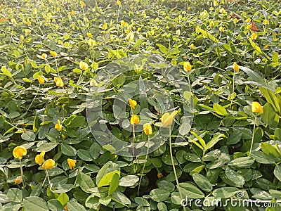 The charming yellow-green flowers captivate the heart Stock Photo