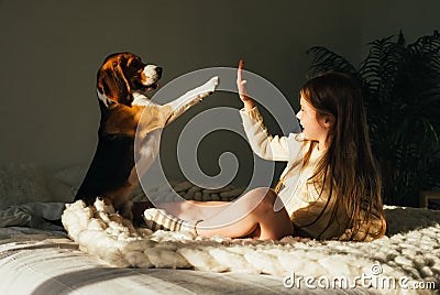 Charming young girl lying on sofa, looking at beagle dog and gives high five. Smiling cute child resting with puppy in sunny morni Stock Photo