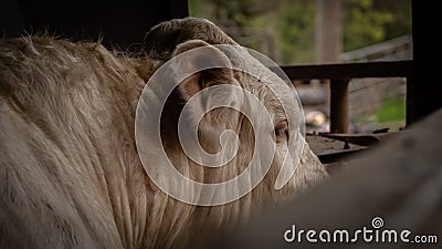 Charolais bull`s head Stock Photo