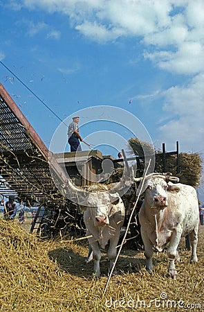 Charolais Cattle, a French Breed, Ox pulling Cart, Old Harvest Editorial Stock Photo