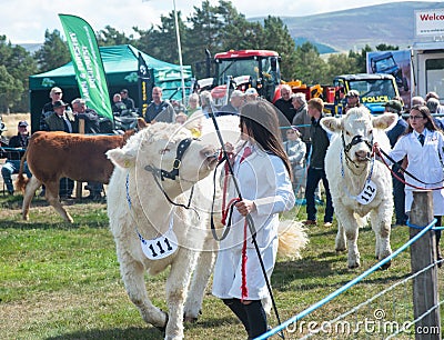 Cows at Grantown-on-Spey show Editorial Stock Photo