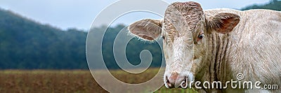 Charolais Cattle, white bull head front view. Stock Photo