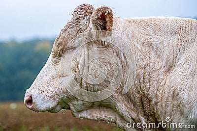 Charolais Cattle, white bull head side view. Stock Photo