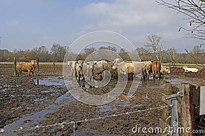 CHAROLAIS AND LIMOUSIN CATTLE, HERD AROUND HAY IN WINTER, NORMANDY Stock Photo