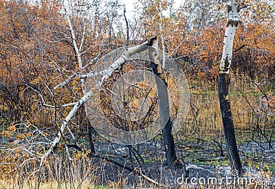 Charred and blackened aspen trees after a forest fire in Montana Stock Photo