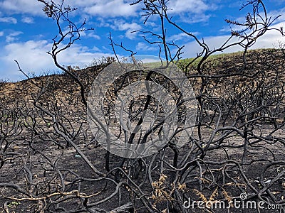 Charred bushes against blue sky Stock Photo