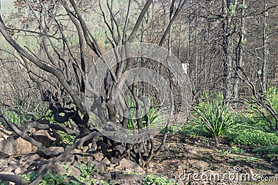 Charred bushes on the Canary Island of Tenerife Stock Photo