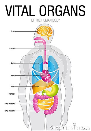 Chart of VITAL ORGANS with parts name. Size: 21cm x 30cm Vector Illustration