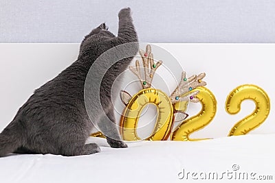 Chartreuse cat on a background gold foil inflated numbers 2022 plays with antlers. Fear, phobia, fear of bells, noisy Stock Photo