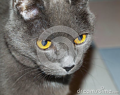 Chartreux Stock Photo