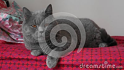 chartreux cat Stock Photo