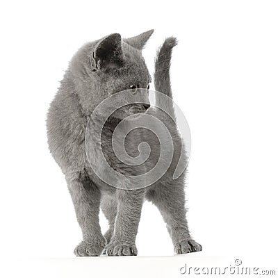 Chartreux Kitten Stock Photo