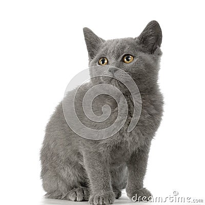 Chartreux Kitten Stock Photo