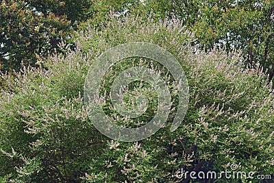 Chaste tree in blossom. Stock Photo