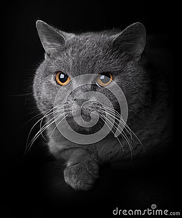 Sites de chat maghreb