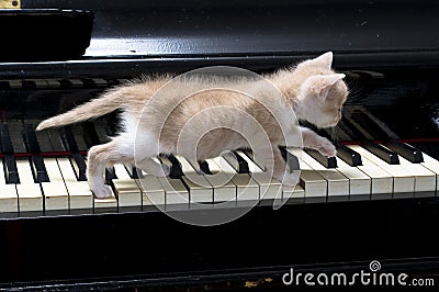 http://thumbs.dreamstime.com/x/chat-de-piano-9744175.jpg