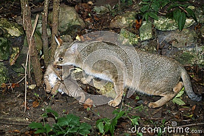 CHAT DES MARAIS felis chaus Stock Photo