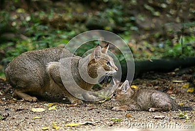 CHAT DES MARAIS felis chaus Stock Photo