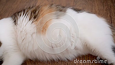 Chat Enceinte De Grand Ventre Les Chatons Se D Placent Dans L Estomac Du Chat Mouvements Pas Encore N S De Chatons Dans Le Ventre Banque De Videos Video Du Bombement Gestate Chat Enceinte De Grand Ventre Les Chatons Se D Placent Dans L Estomac Du Chat Mouvements Pas Encore N S De Chatons Dans Le Ventre Banque De Videos Video Du Bombement Gestate