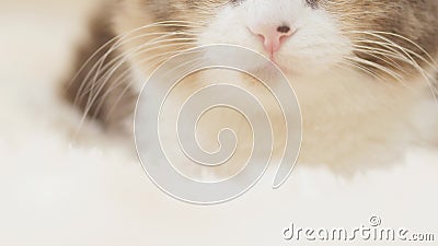 Chat Mignon Couche Sur Le Lit Sur La Partie Feline De Museau De Ecossais Face A L Interieur Avec Le Concept Rose De Nez Du Bel Ani Clips Videos Video Du Mignon Chat Mignon Couche Sur Le Lit Sur La Partie Feline De Museau De Ecossais Face A L Interieur Avec Le Concept Rose De Nez Du Bel Ani Clips Videos Video Du Mignon