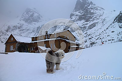 Chata pri Zelenom plese BrnÄÃ¡lka hut and Old English Sheepdog in Zelene pleso valley in High Tatras Editorial Stock Photo