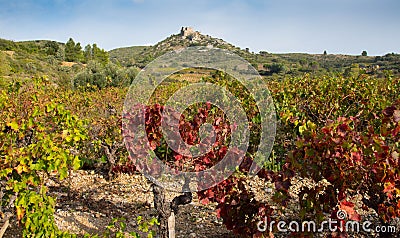 Castle ruin of Aguilar in the Aude in France Editorial Stock Photo