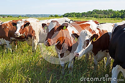 Chatting cows Stock Photo