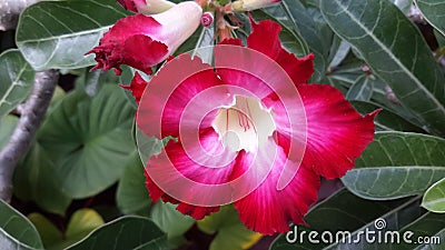 Chaunchom red flower are very beautiful inThailand Stock Photo