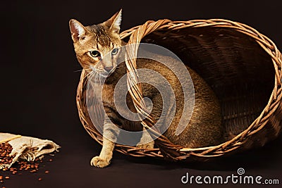 Chausie, abyssinian cat on dark brown background Stock Photo