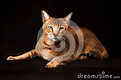 Chausie, abyssinian cat on dark brown background Stock Photo