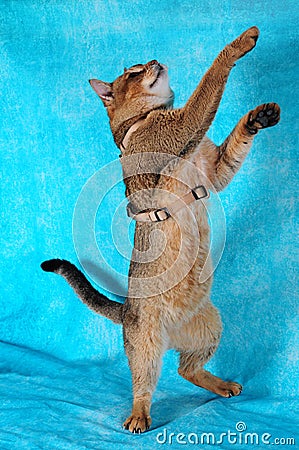 chausie cat on background Stock Photo