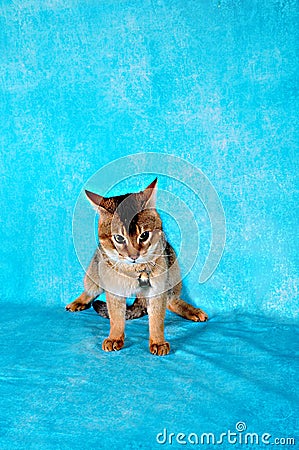 chausie cat Stock Photo