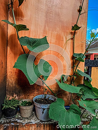Chayote plants in front of house Stock Photo