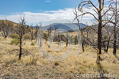 Cheatgrass dominated weed patch after wildfire Stock Photo