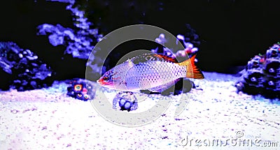 Marble Wrasse - Halichoeres hortulanus Stock Photo