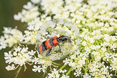 A checkered beetle sitting on a umbellifer Stock Photo