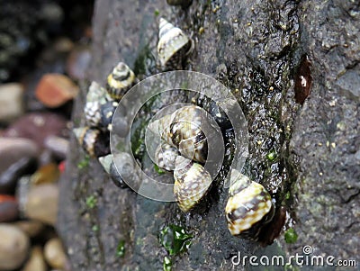 Checkered Periwinkles up Close Stock Photo