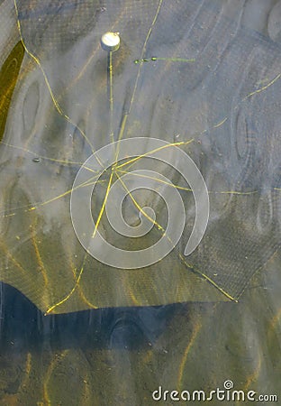 Checkered umbrella drowned in a pond with reflections of clouds Stock Photo