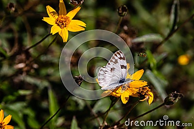 Checkered white butterfly feeding on an orange flower Stock Photo