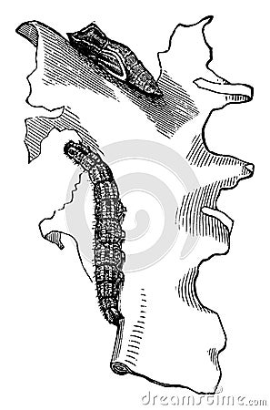 Checkered White Butterfly Larva and Chrysalis, vintage illustration Vector Illustration